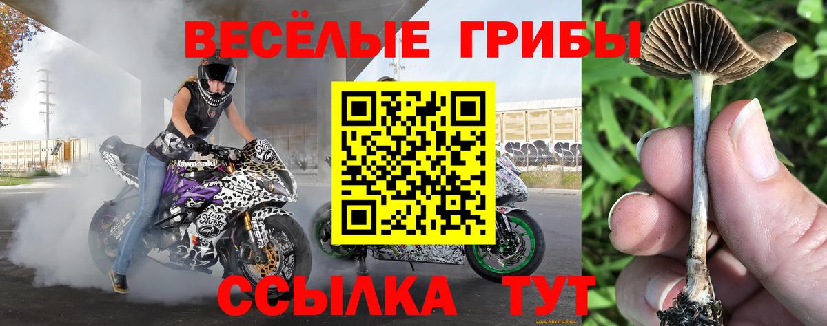 Канаш  Галлюциногенные грибы Psilocybine cubensis  Вход с VPN  Галлюциногенные грибы прущие грибы 